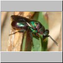 z Parasit des Bienenwolf - Hedychrum rutilans - Goldwespe 05b - Sandgrube OS-Wallenhorst.jpg